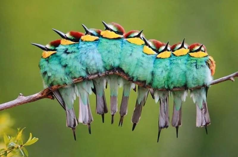 Colorful caterpillars with bright yellow, red, and black markings on a branch.