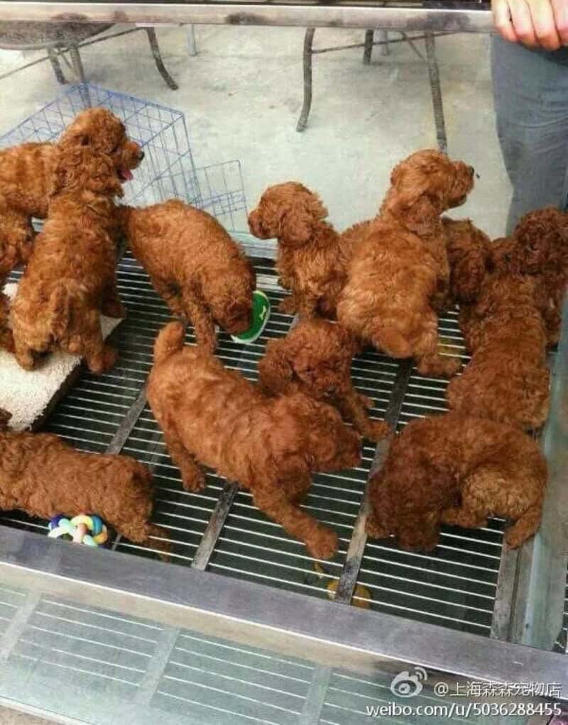 Multiple brown puppies in a cage with a person holding a leash.