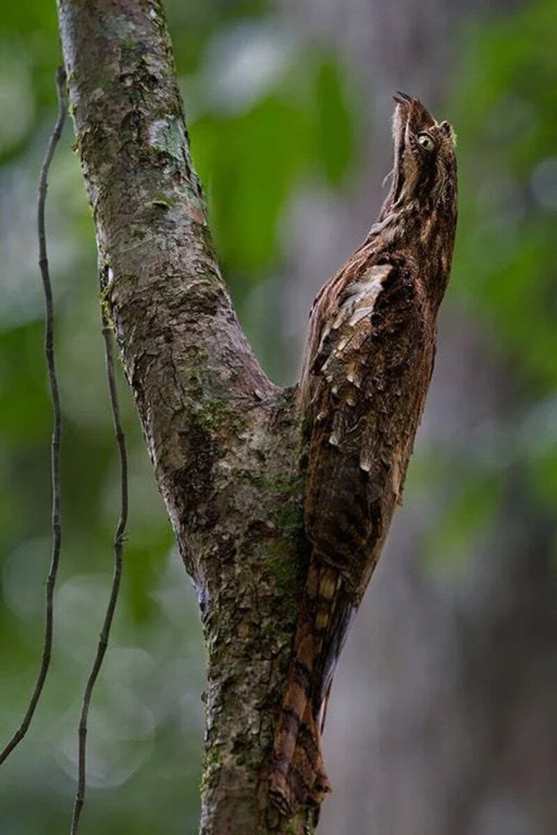 A camouflaged bird blending into a tree trunk in a forest.