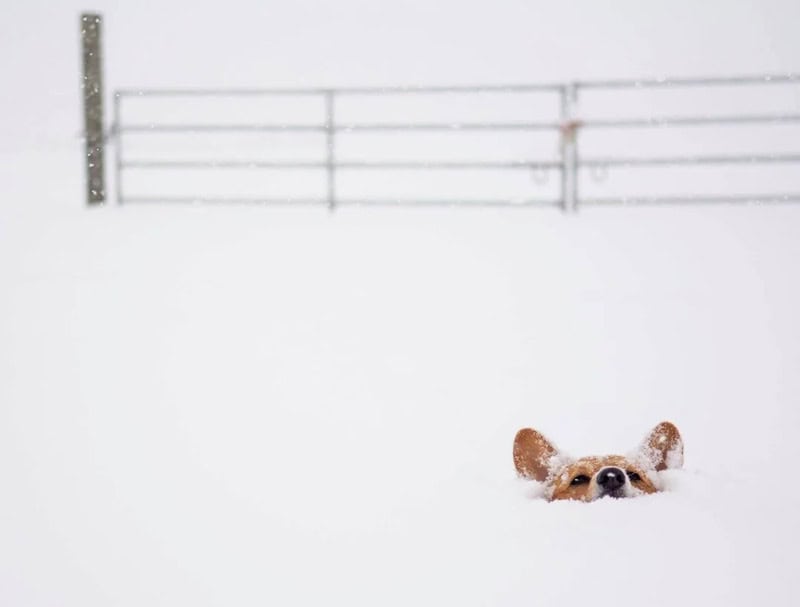 Dog's head peeking out of snow with a fence in the background.