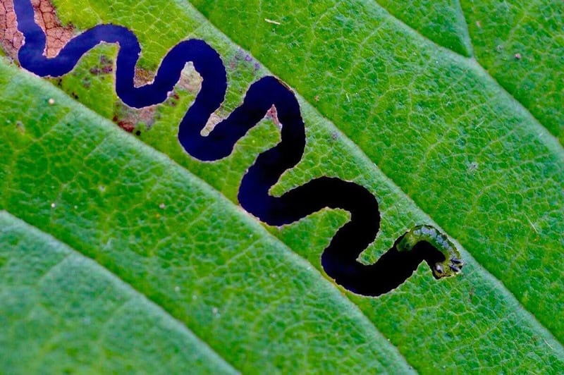 Close-up of a green leaf with a black caterpillar on it.