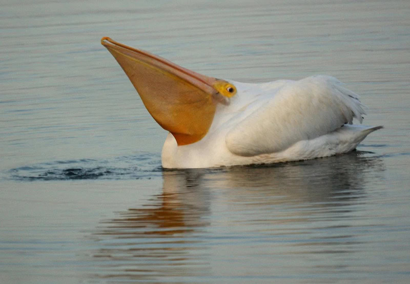 Pelican with large beak floating on water, calm background.