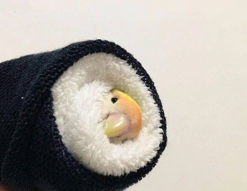 A duck's head peeking out of a rolled-up sock with a black exterior and white interior.