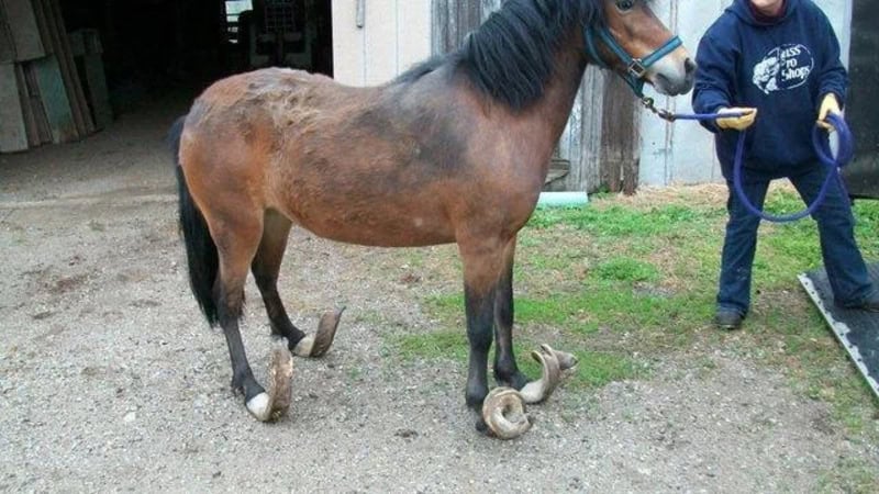 A horse with a strange, curled hoof on its front left leg.