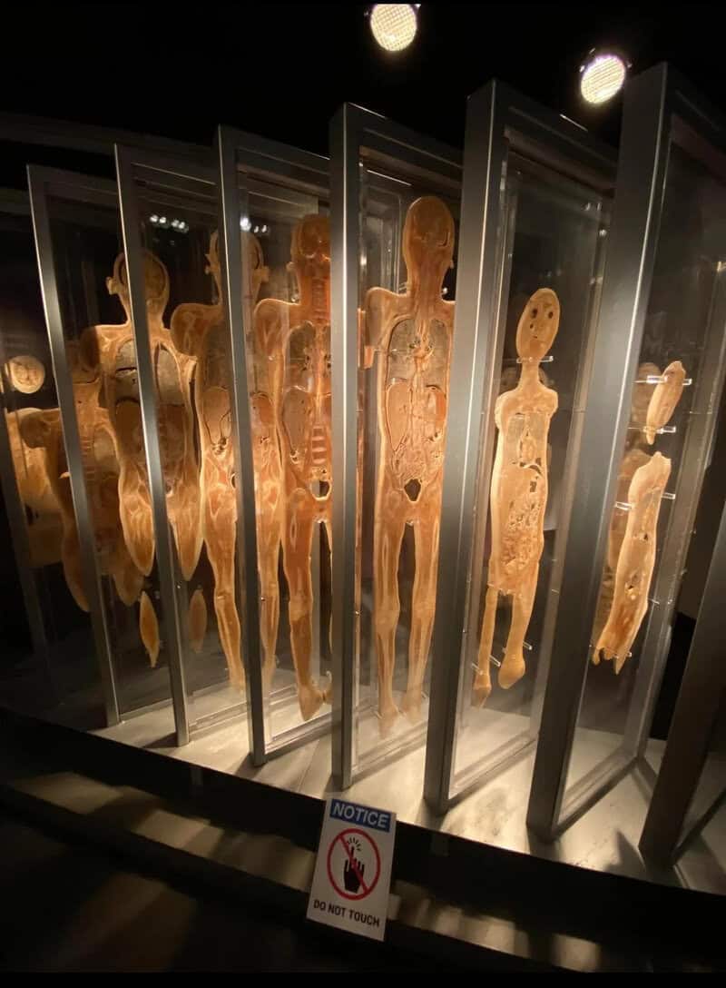 Multiple preserved human bodies in glass cases at a museum exhibit.
