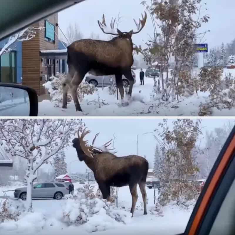 Large elk with antlers in snowy landscape near cars and trees.