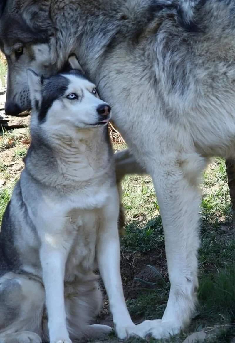 Husky puppy sitting with a large wolf standing over it.