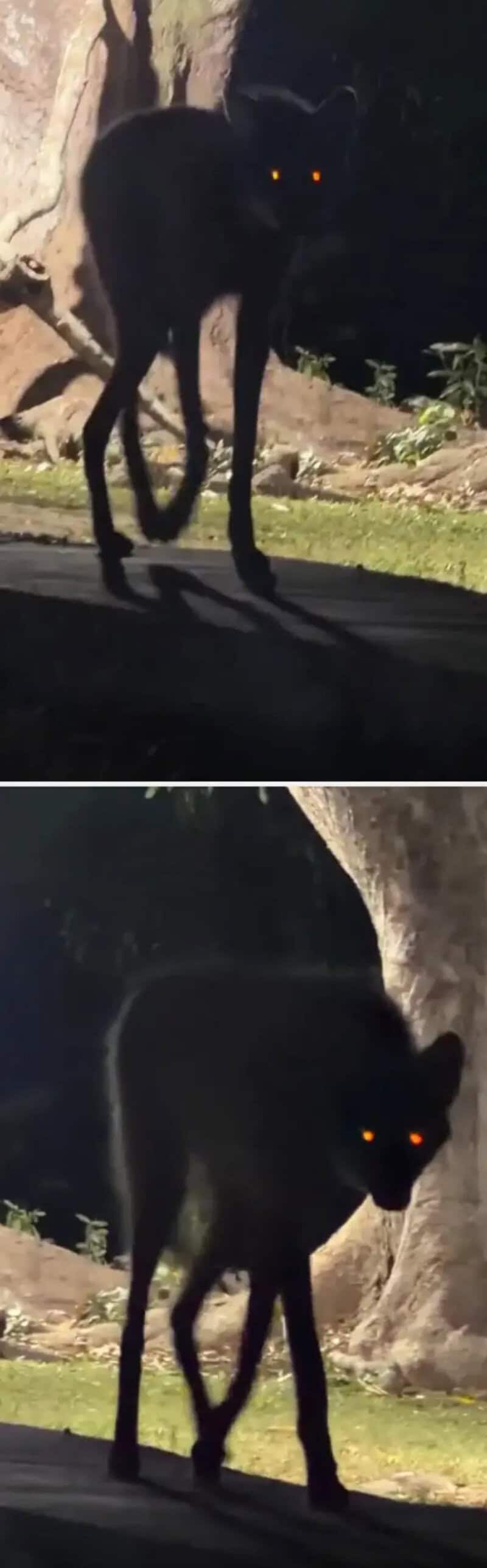 Black cat with glowing yellow eyes in a shadowy outdoor setting.