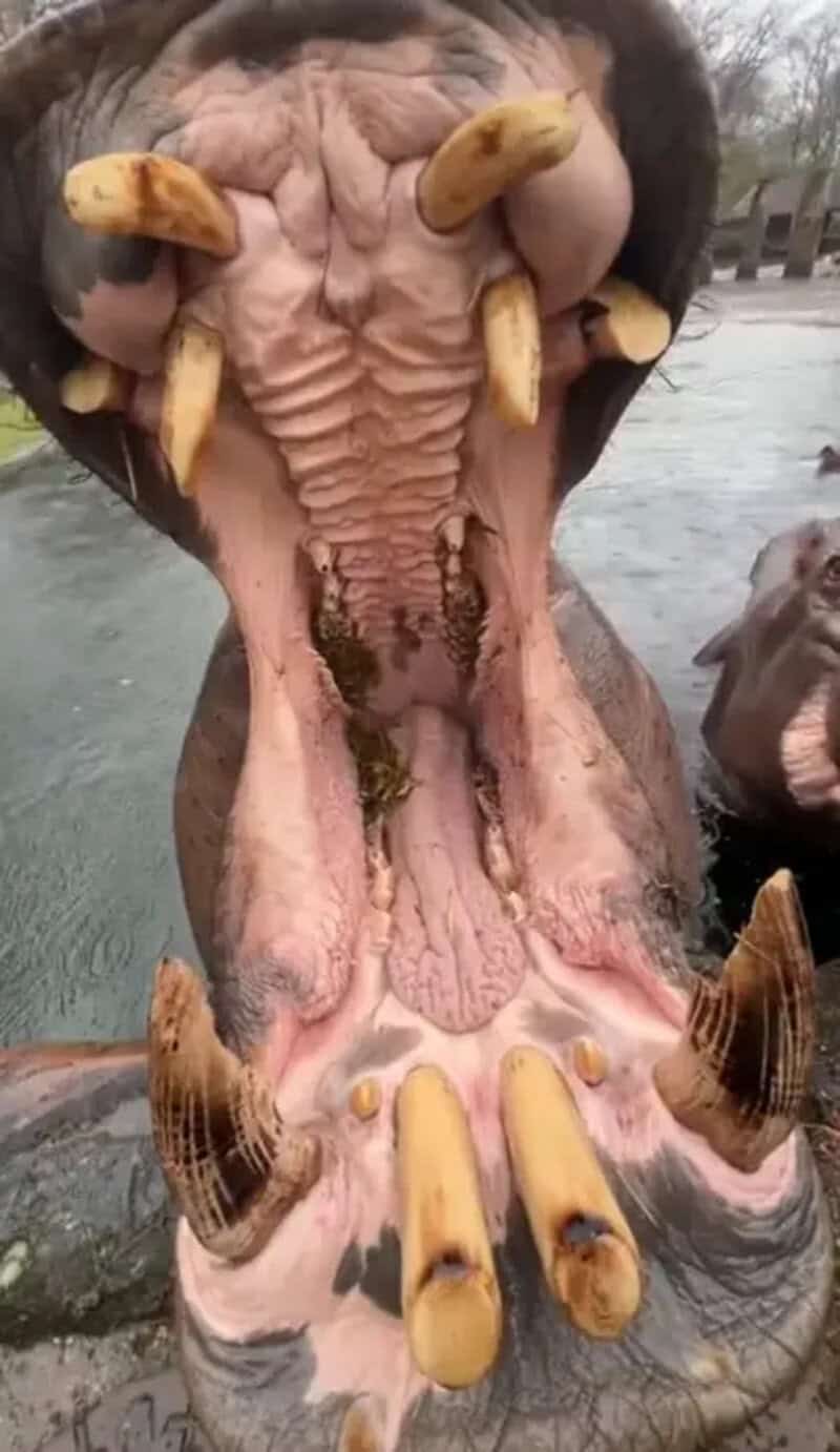 A person with a face mask and a costume resembling a large, open-mouthed creature with bananas and a.