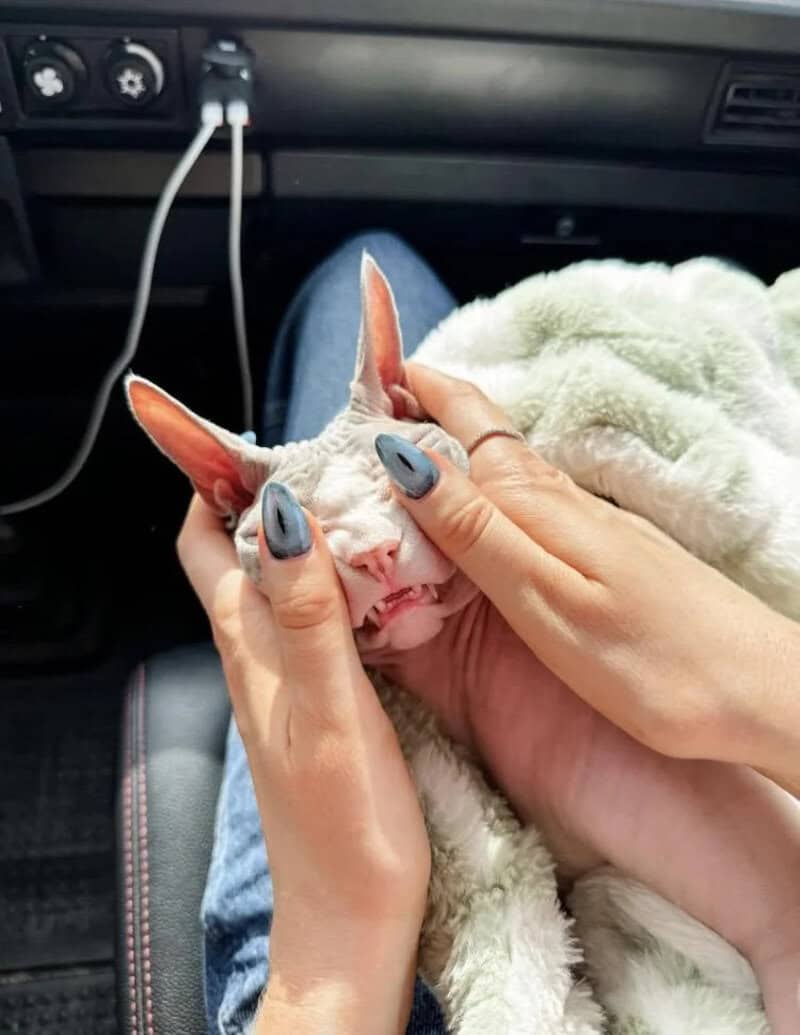 Person holding a small white kitten with a funny face in a car.
