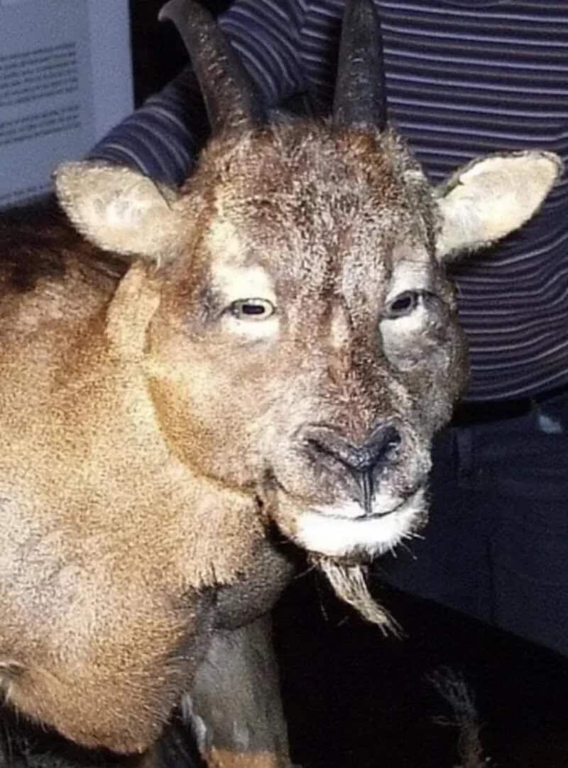 Close-up of a goat with a human hand on its head, in front of a striped shirt.