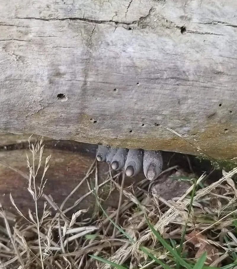 Termites under a fallen log with grass and soil around them.