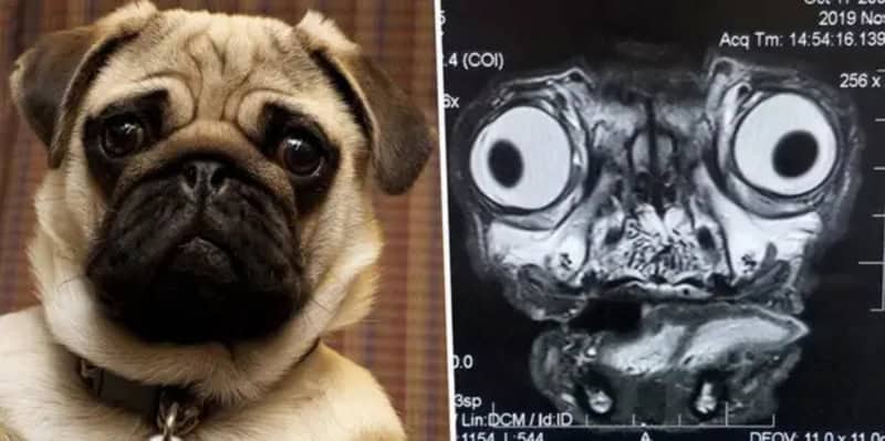 A pug dog with a sad expression next to an ultrasound image of a pug's face.