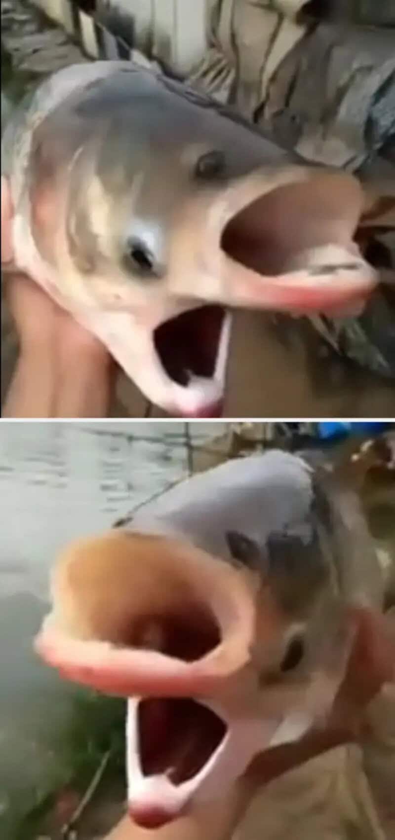 Two fish with open mouths, one with a tongue sticking out, in a humorous pose.