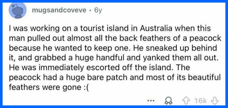 Tourist on Australian island pulls peacock's feathers, leaving it bare.