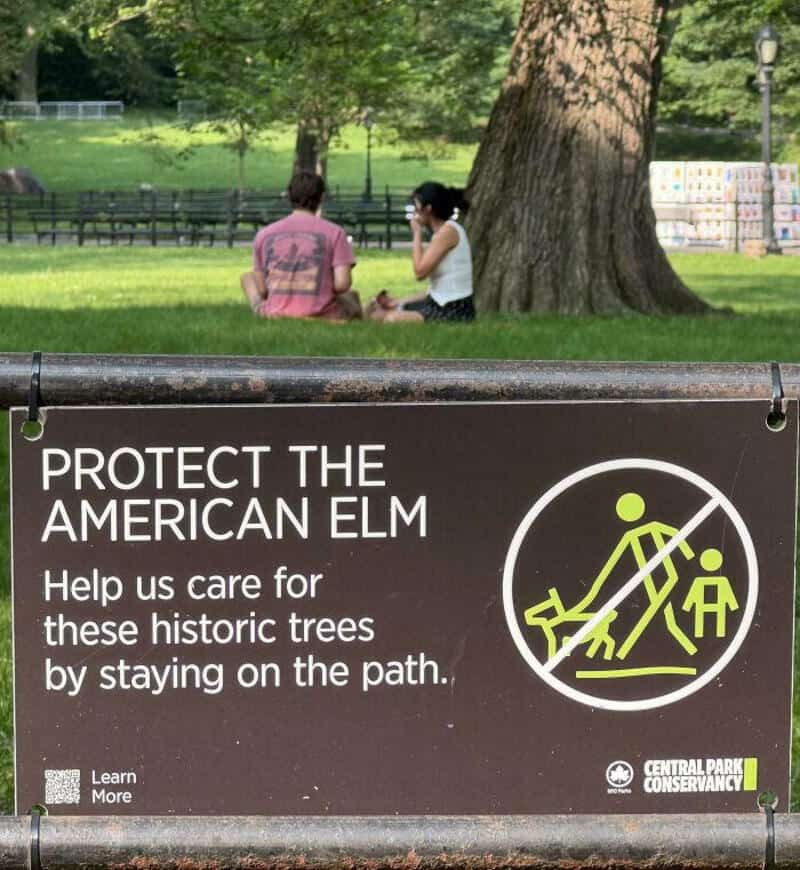Sign urging to protect American elm trees by staying on the path.
