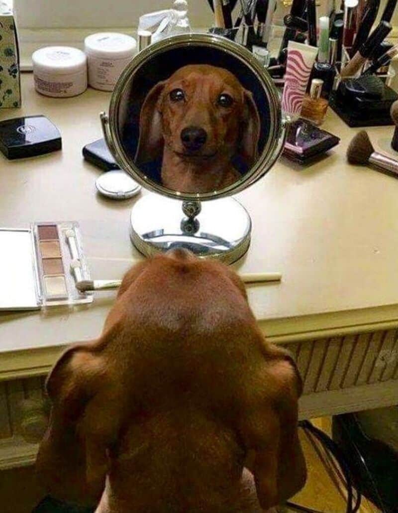 Dog looking at its reflection in a mirror on a vanity table.