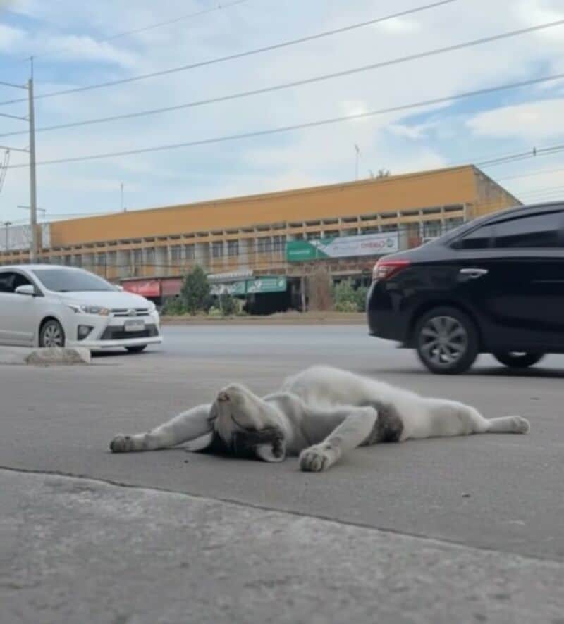 Dog lying on the road with cars passing by in the background.