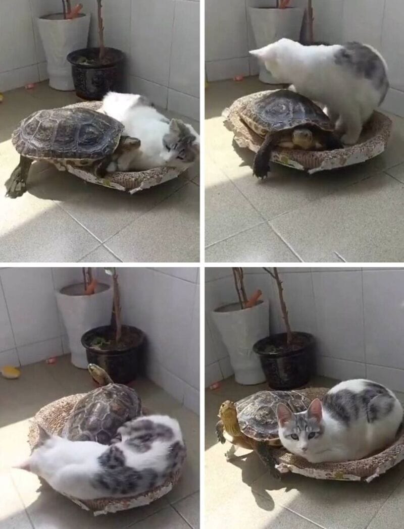 Cat and turtle on a small bed, with the cat lying and the turtle partially on it.