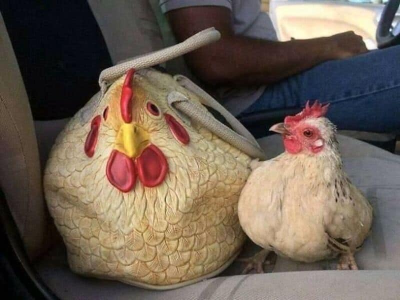 A chicken sitting next to a large bag shaped like a chicken.