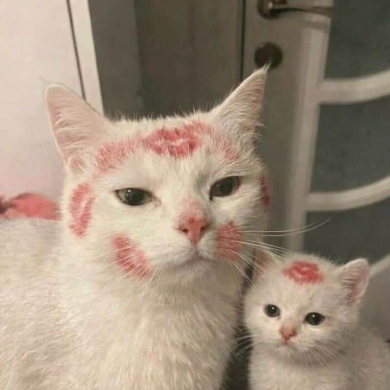 Two white cats with red lipstick marks on their heads and faces.