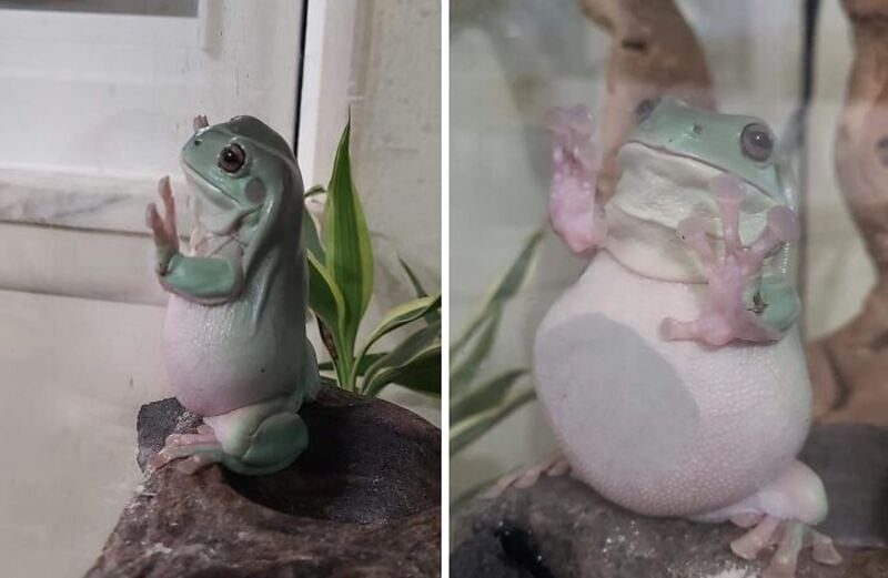 Cute frog figurine with big eyes, standing on a rock, with a plant nearby.