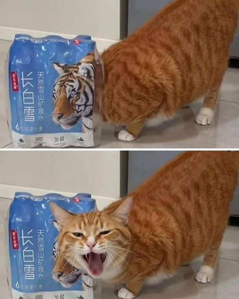 Orange tabby cat sniffing a bag of tiger-themed water, then yawning.