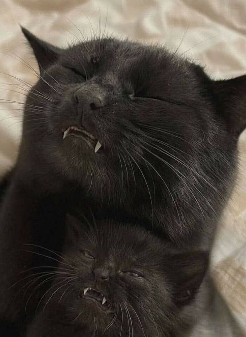Two black cats with closed eyes, one larger and one smaller, both showing teeth.