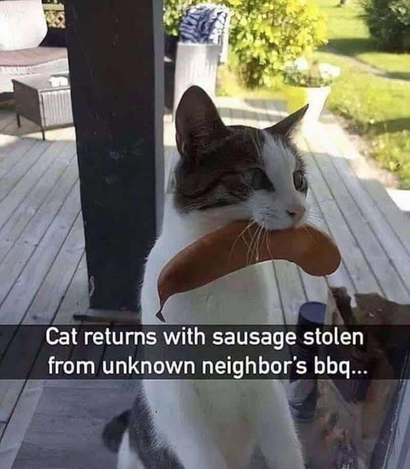 Cat with sausage in mouth on porch, captioned about returning stolen sausage from neighbor's BBQ.