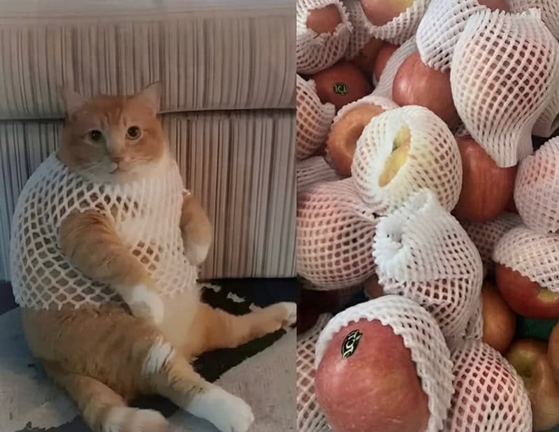 Cat in a netted bag sitting on the floor with apples in the background.