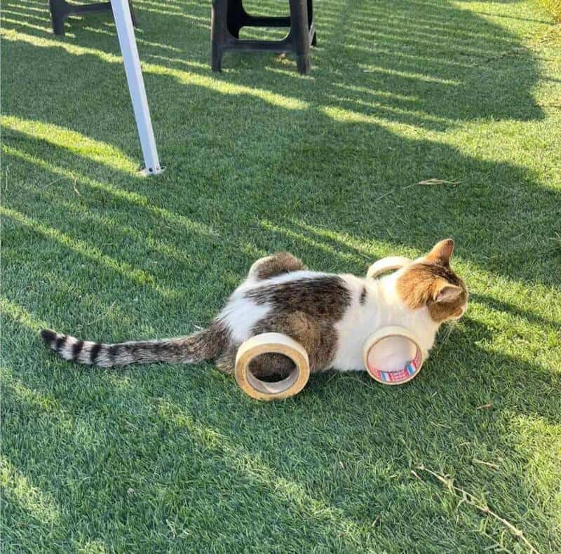 Cat with tape rolls on its body in a yard with grass and shadows.