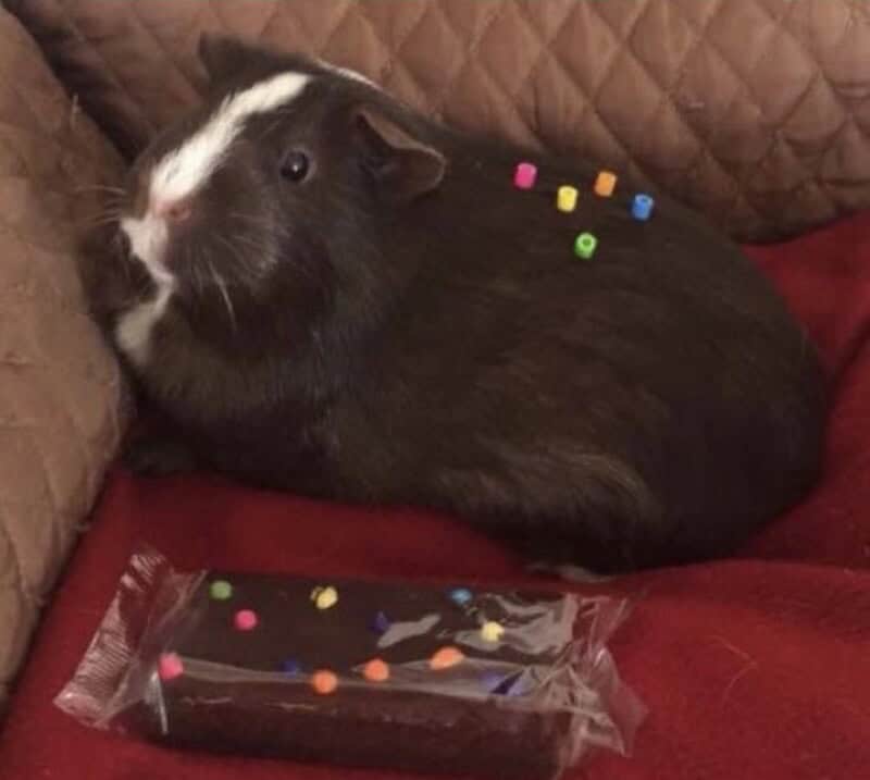 Black and white guinea pig with colorful beads on its back, lying on a red cushion.