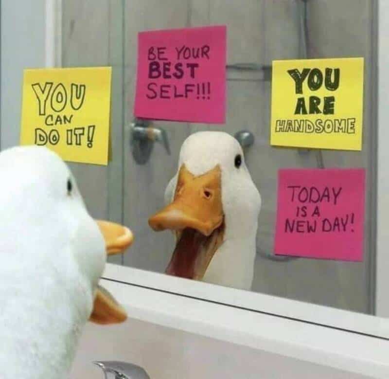 Duck looking at its reflection with motivational notes on mirror.