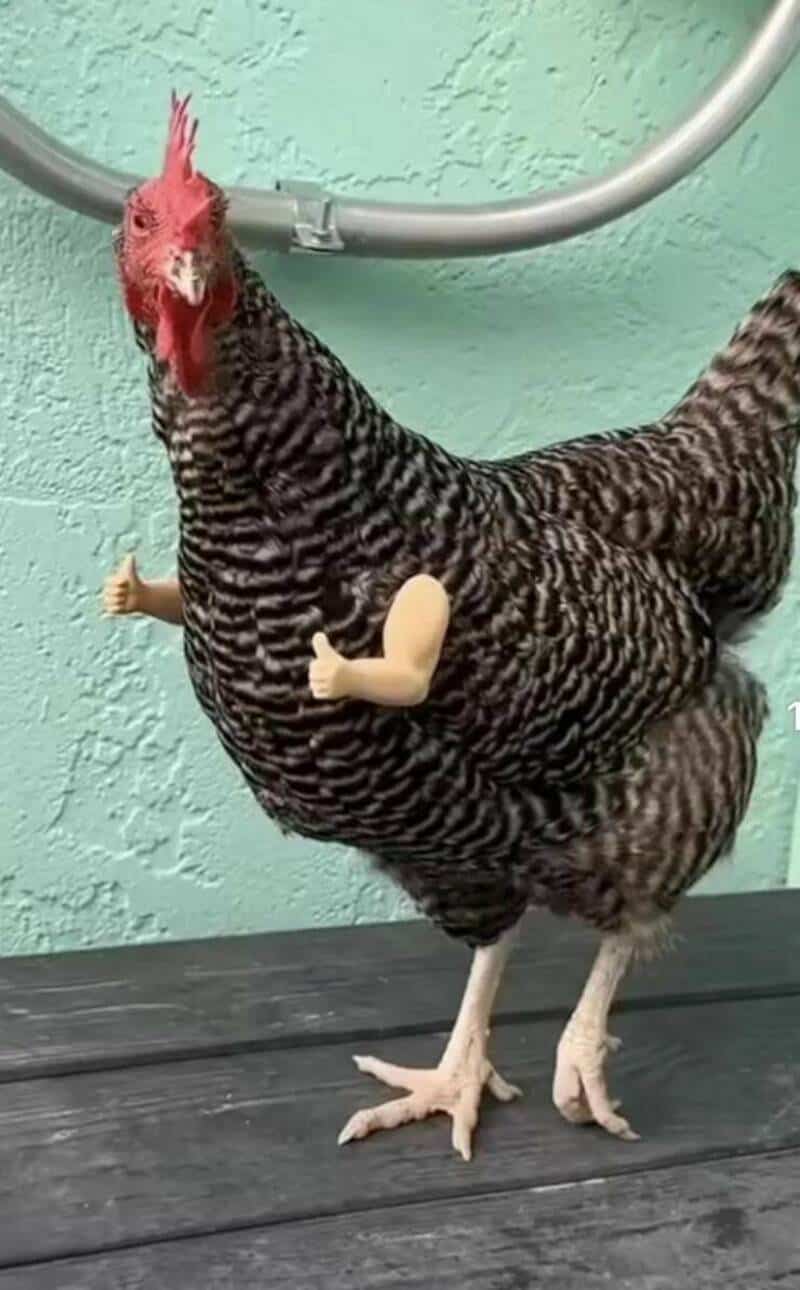 A chicken with human arms attached to its body, standing on a black surface.