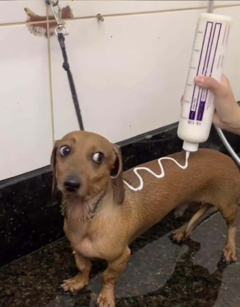 Dog getting a bath with a tube of shampoo on its back, looking surprised.