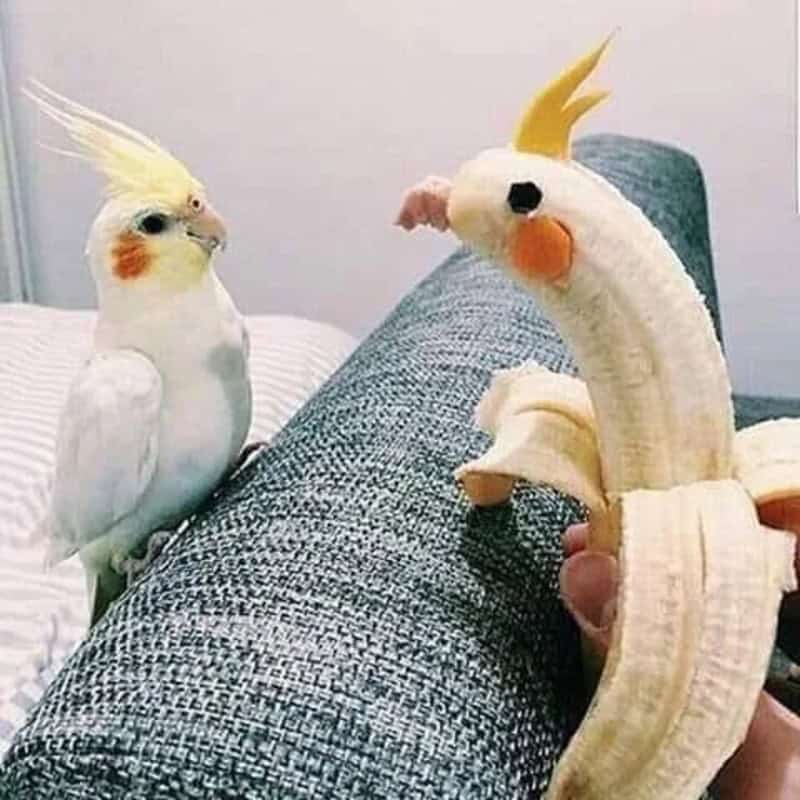 A real cockatiel facing a banana peel with a drawn face and hair, resembling a cartoon character.