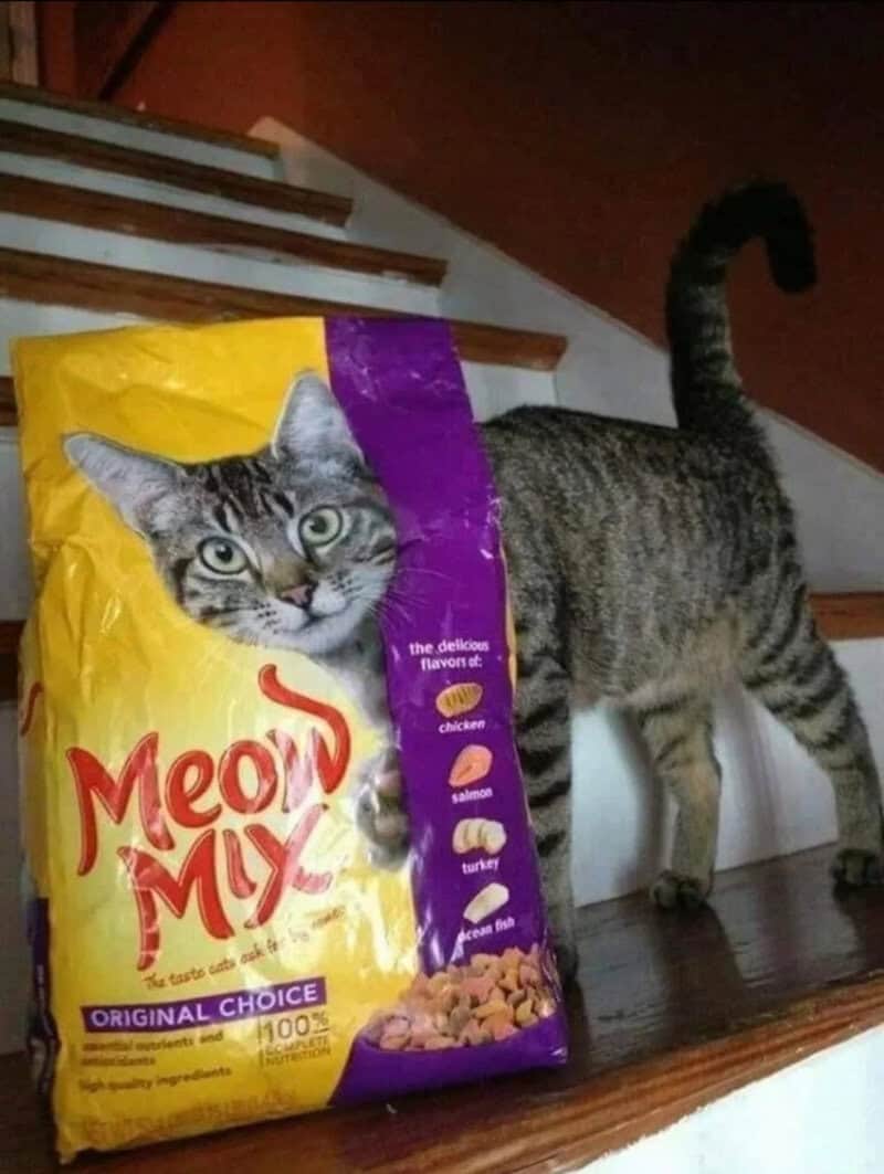Cat next to a bag of Meow Mix cat food on stairs.