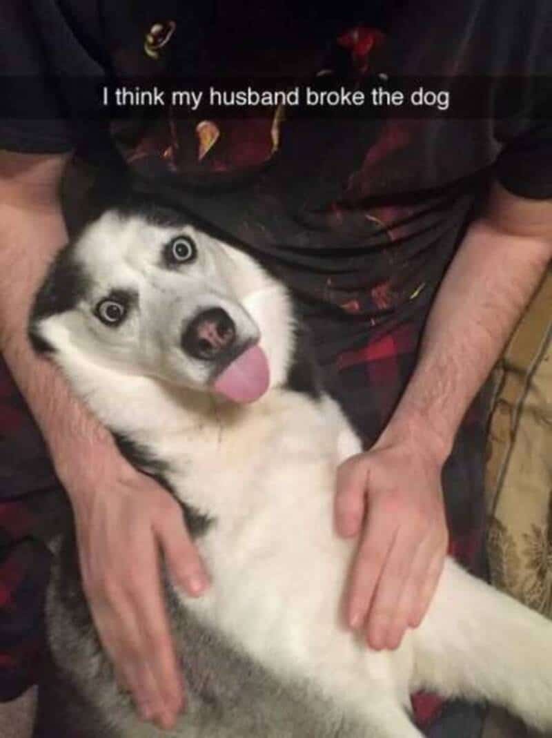 Husky puppy with tongue out, person holding it, caption about husband breaking the dog.