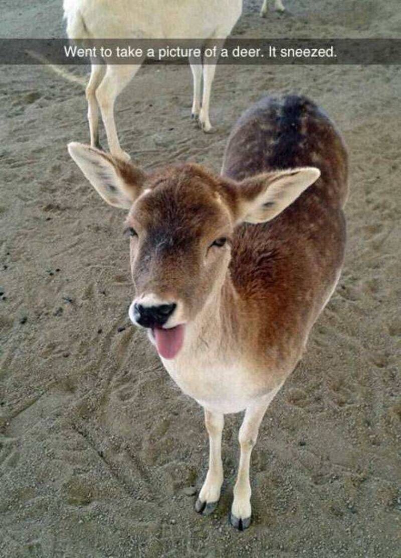 A young deer with its tongue out, standing on sandy ground.