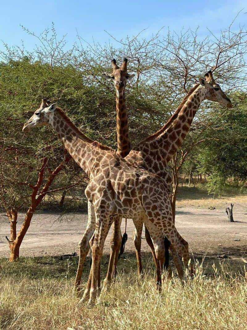 Three giraffes standing together in a savannah landscape.