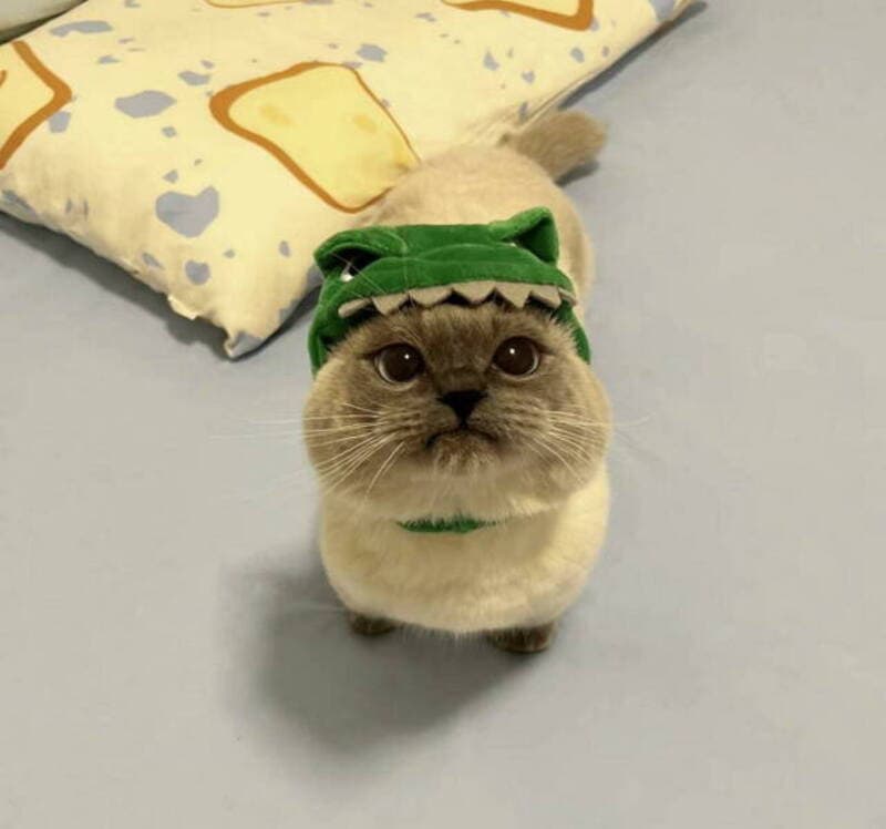 Cat wearing a green dinosaur costume with a hood and teeth, on a bed.