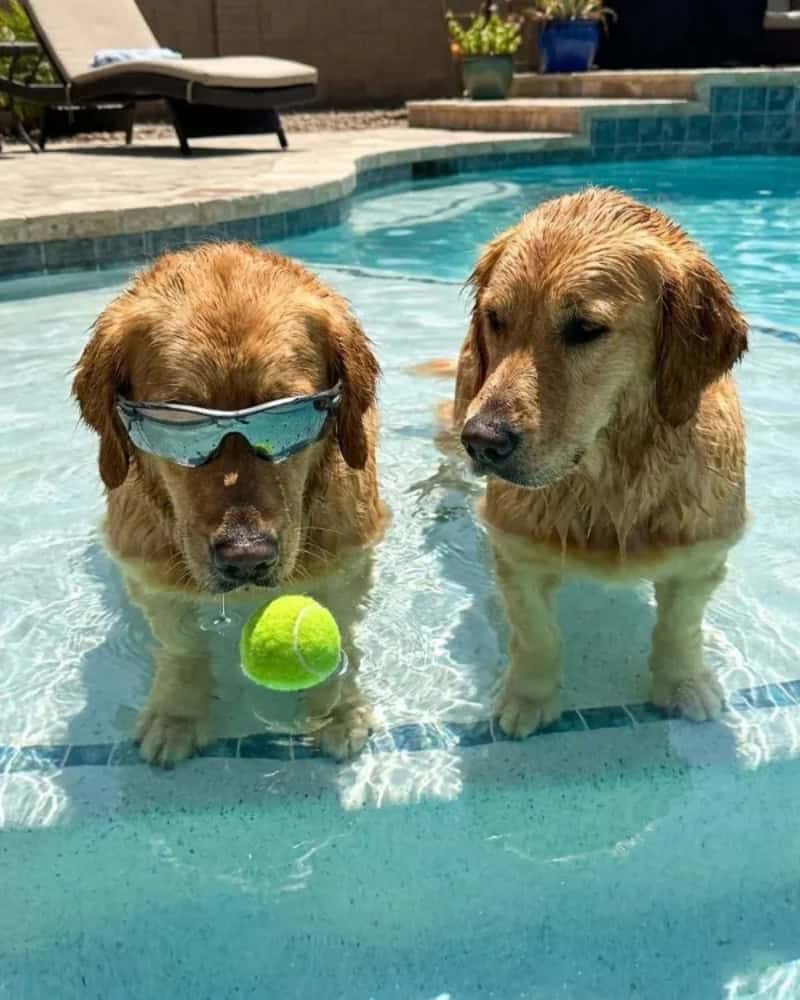 Two golden retrievers in a pool, one wearing sunglasses and holding a tennis ball.