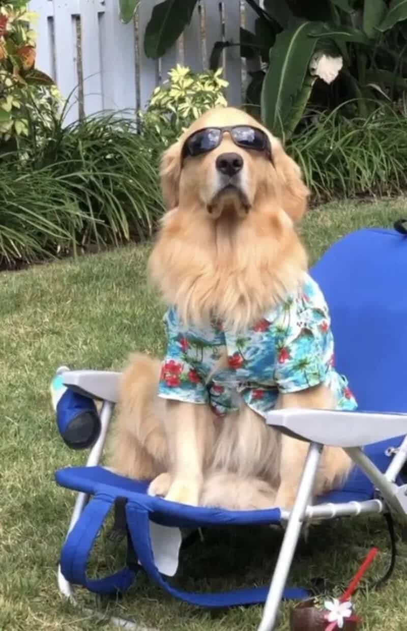 Golden retriever wearing sunglasses and a floral shirt sitting in a blue chair.