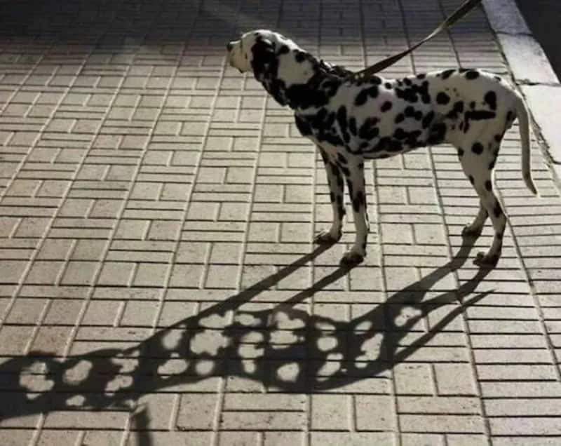 Dalmatian dog on a leash with a shadow cast on the brick pavement.