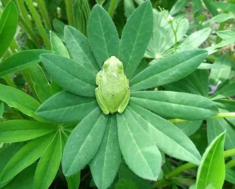 Green frog sitting on a large green leaf among other foliage.