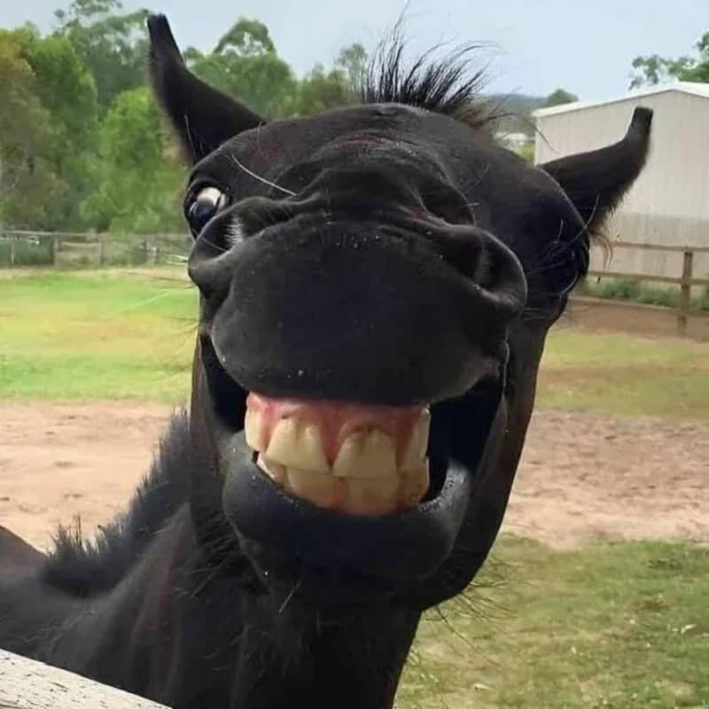 Black horse making a funny face with teeth showing and ears back.