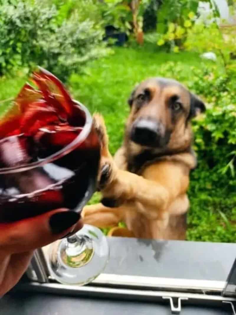 Dog looking at a glass of red wine outside in a garden.