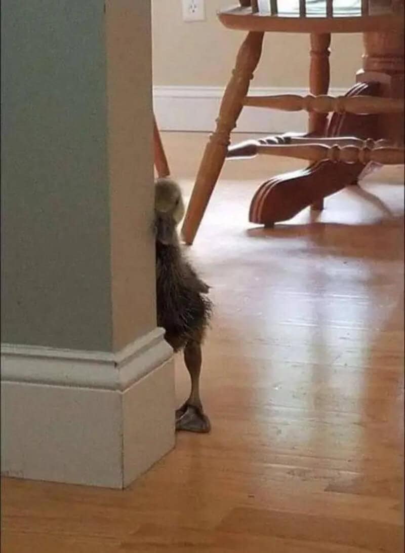 A small animal peeking from behind a wall in a room with wooden floors and furniture.