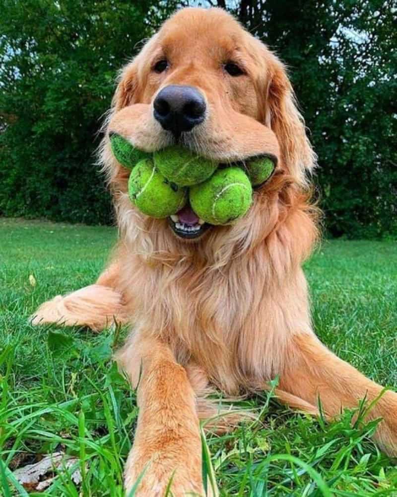 Golden retriever with tennis balls in its mouth sitting on grass.