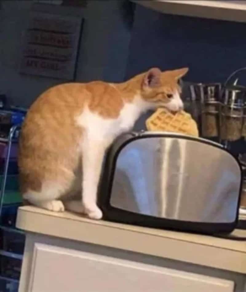 Orange and white cat sniffing a yellow sponge on a kitchen counter.